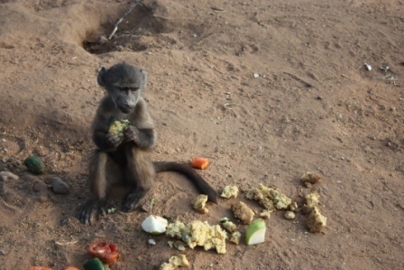 na'an ku se - baby baboon has lunch.jpg