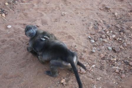 na'an ku se - baby baboons playing fighting.jpg
