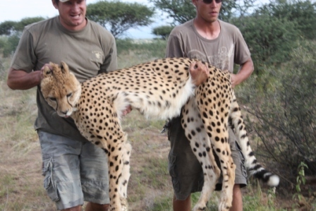 na'an ku se - carrying cheetah to examination table.jpg